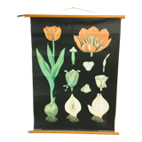 Tulip botanical poster by Jung Koch Quentell