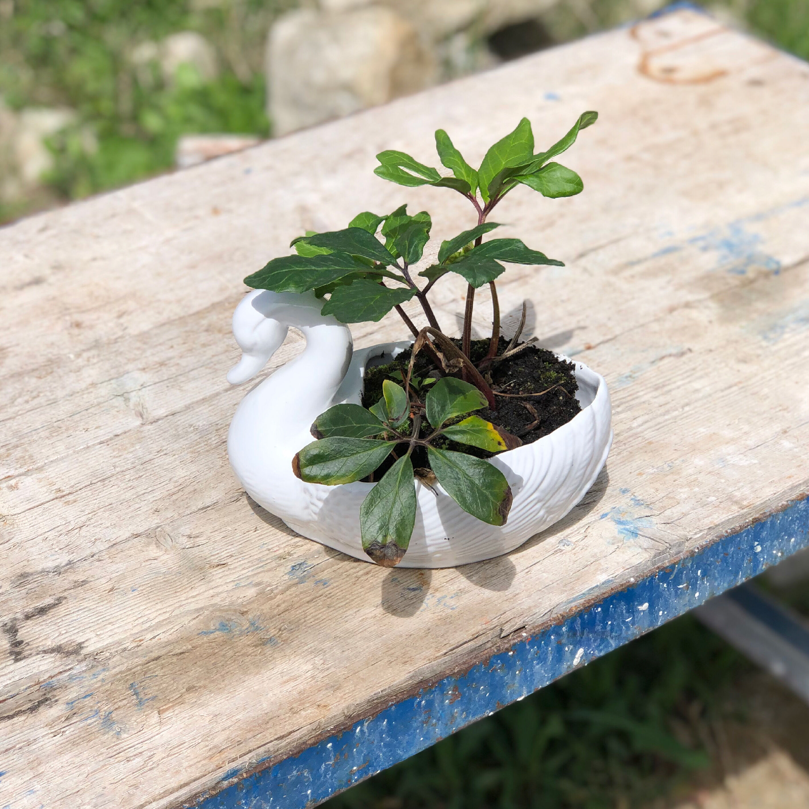 Vintage swan pot cover