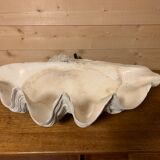 Clam