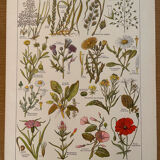 Reserved Marion - Lot of 6 lithos