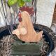 Poule en bois mécanique