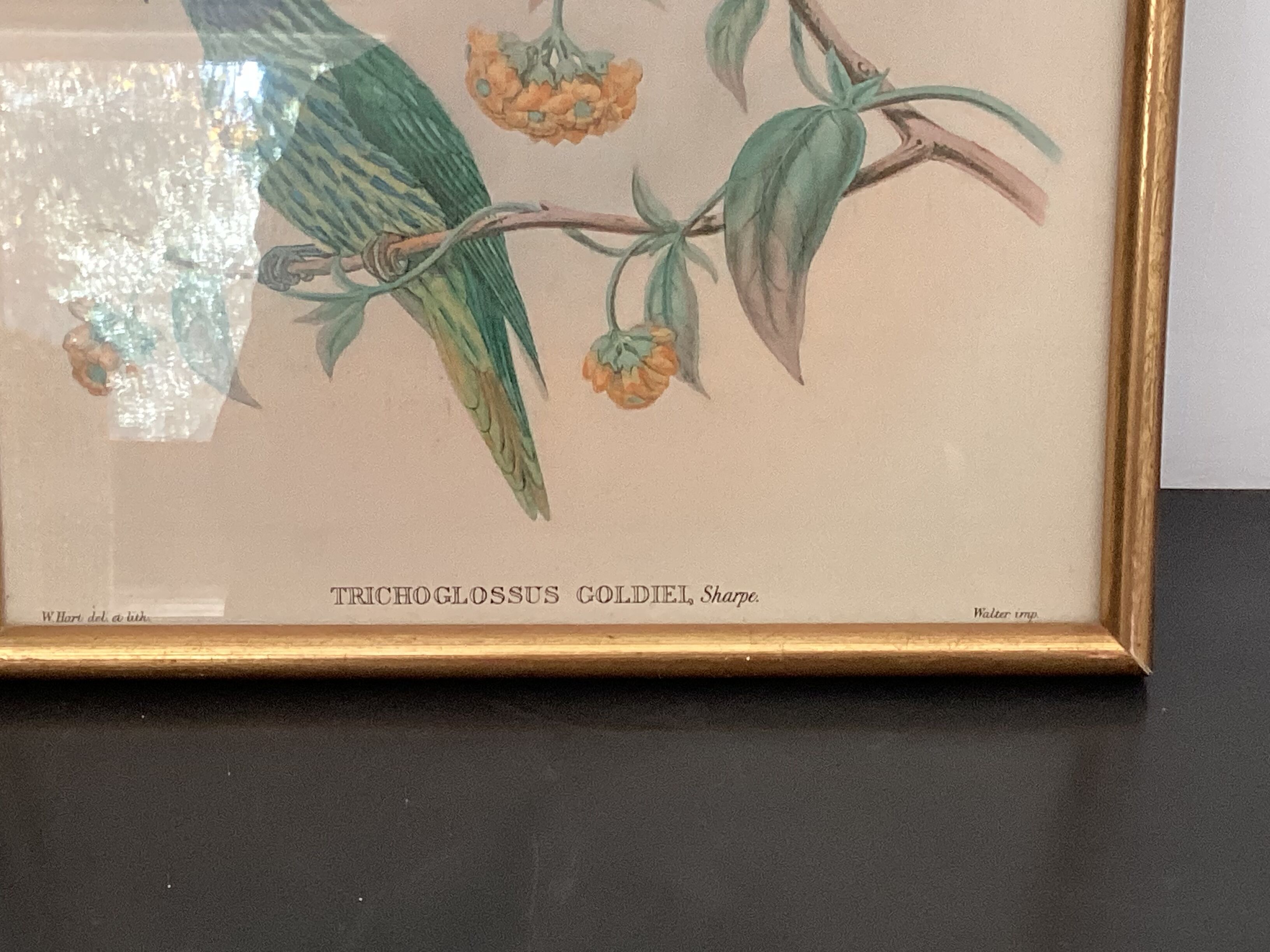4 John Gould lithographs
