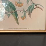4 lithographies John Gould