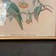 4 John Gould lithographs