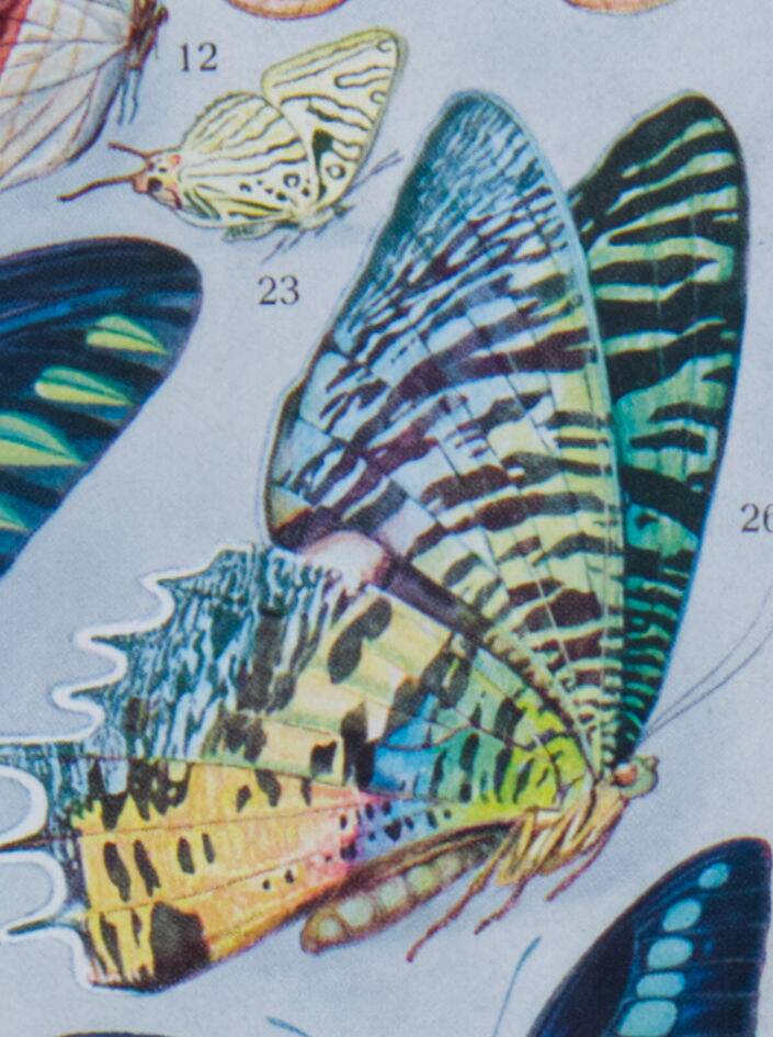 Exotic Butterflies: original naturalist plate, 1930 Adolphe Millot