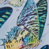 Exotic Butterflies: original naturalist plate, 1930 Adolphe Millot