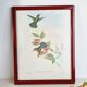 Lot de 7 chromolithographies oiseaux années 50