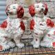 Pair of ceramic dogs from staffordshire united kingdom