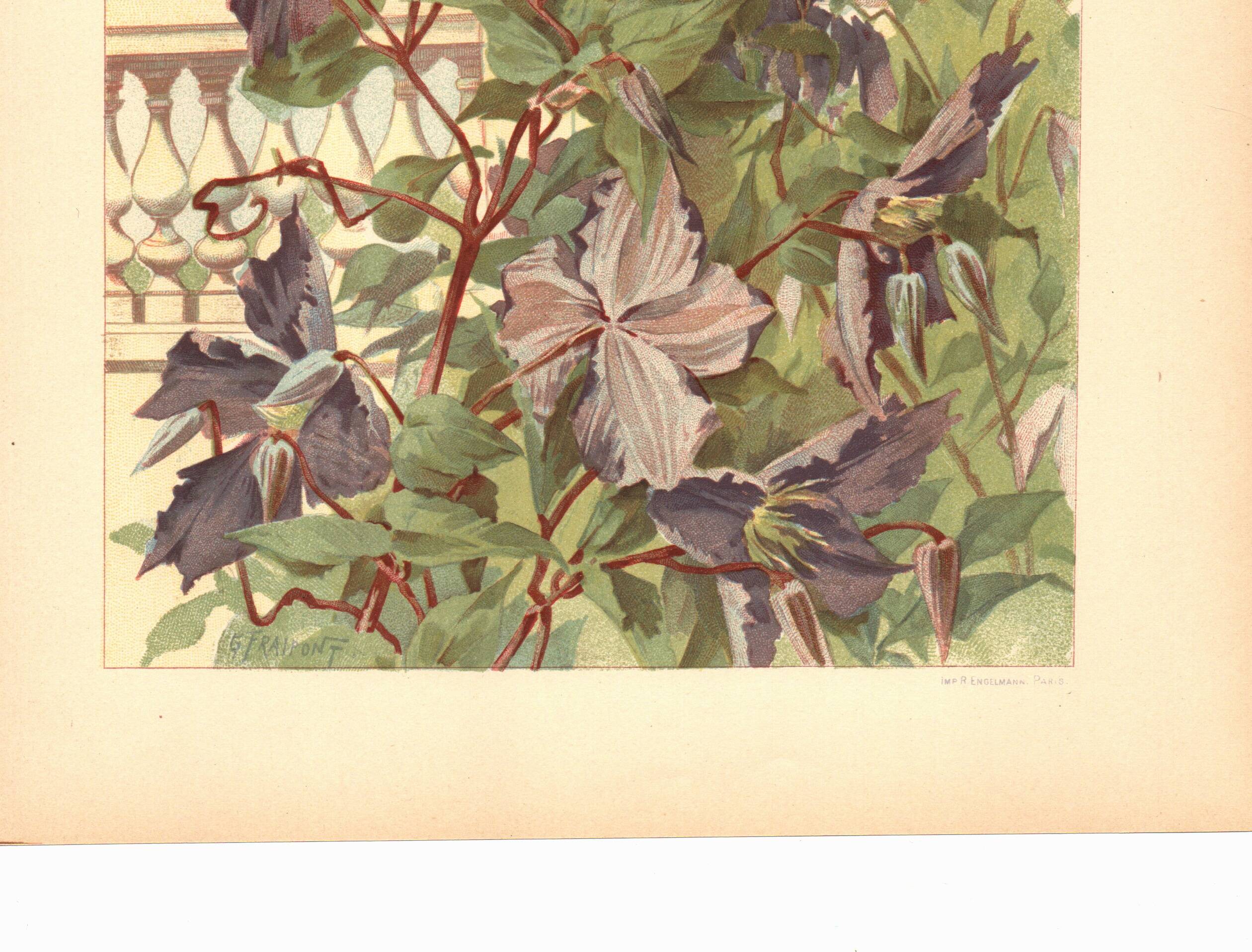 Art Nouveau engraving 1896 - Clematis and lion statue - Illustration