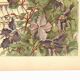 Art Nouveau engraving 1896 - Clematis and lion statue - Illustration