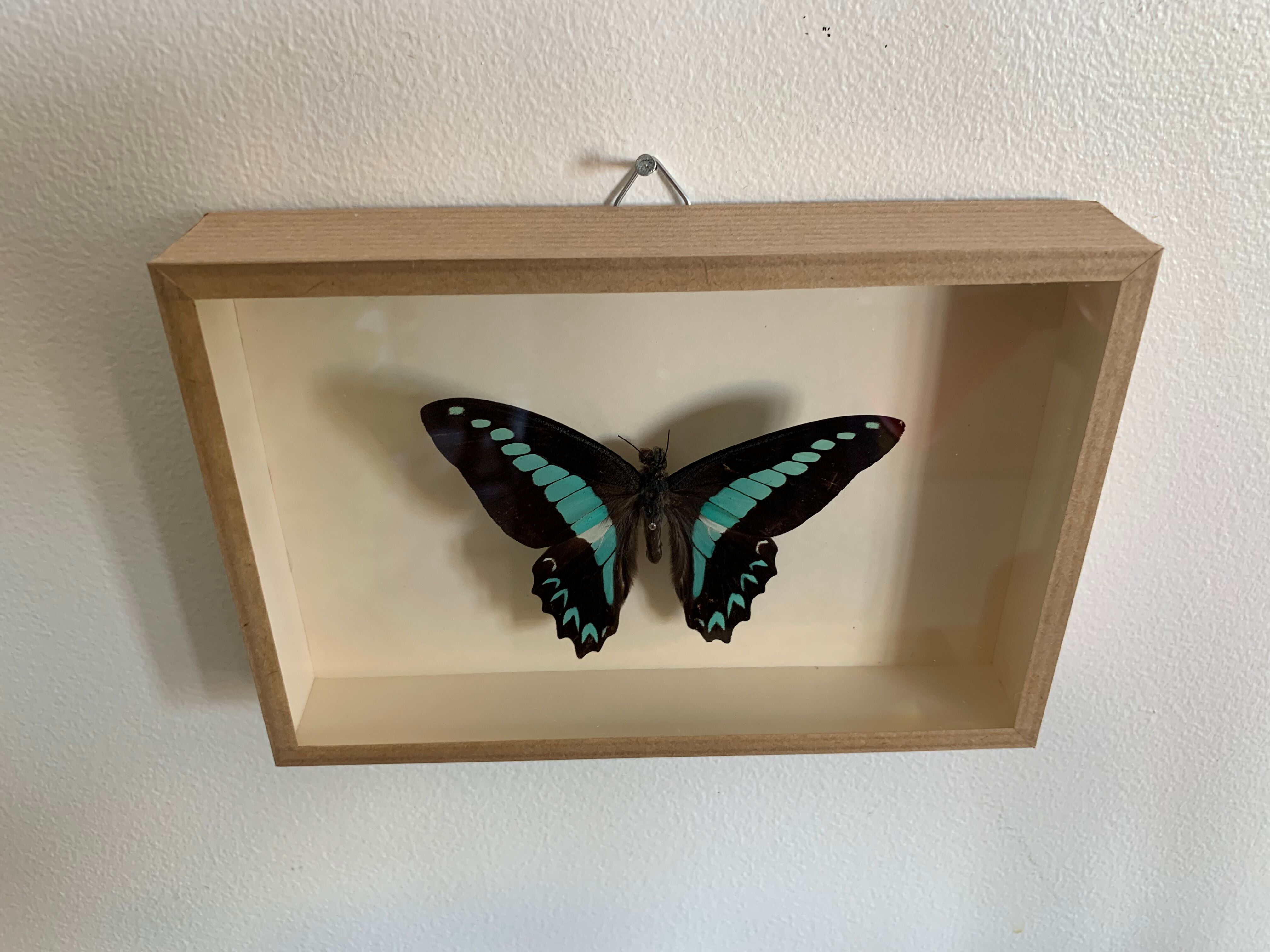 Naturalized butterfly / cabinet of curiosities