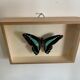 Naturalized butterfly / cabinet of curiosities