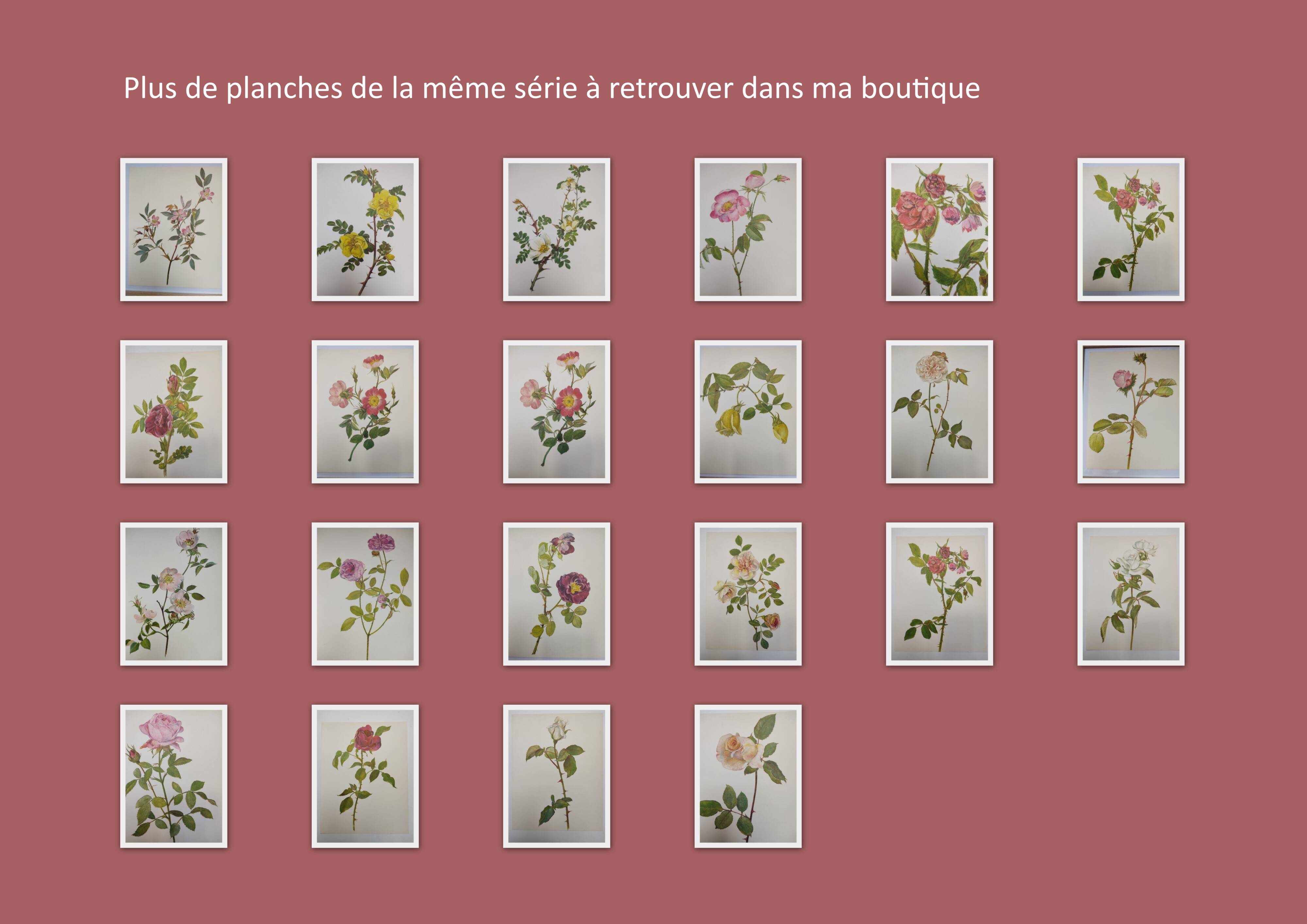 Botanical print from 1968 Crimson King - Vintage flower and rose illustration