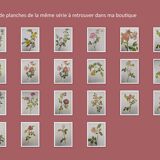 Botanical print from 1968 Crimson King - Vintage flower and rose illustration