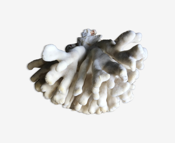 Elkhorn coral