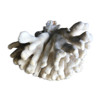 Elkhorn coral