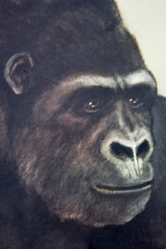 Wall poster of the school from Jung-Koch-Quentell "gorilla" 1968