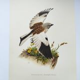 Vintage bird plate from the 1960s - Niverolle des Alpes - Zoological and ornithological illustration