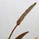 Table basse "Gerbe de blé" de style Coco Chanel, France 1960