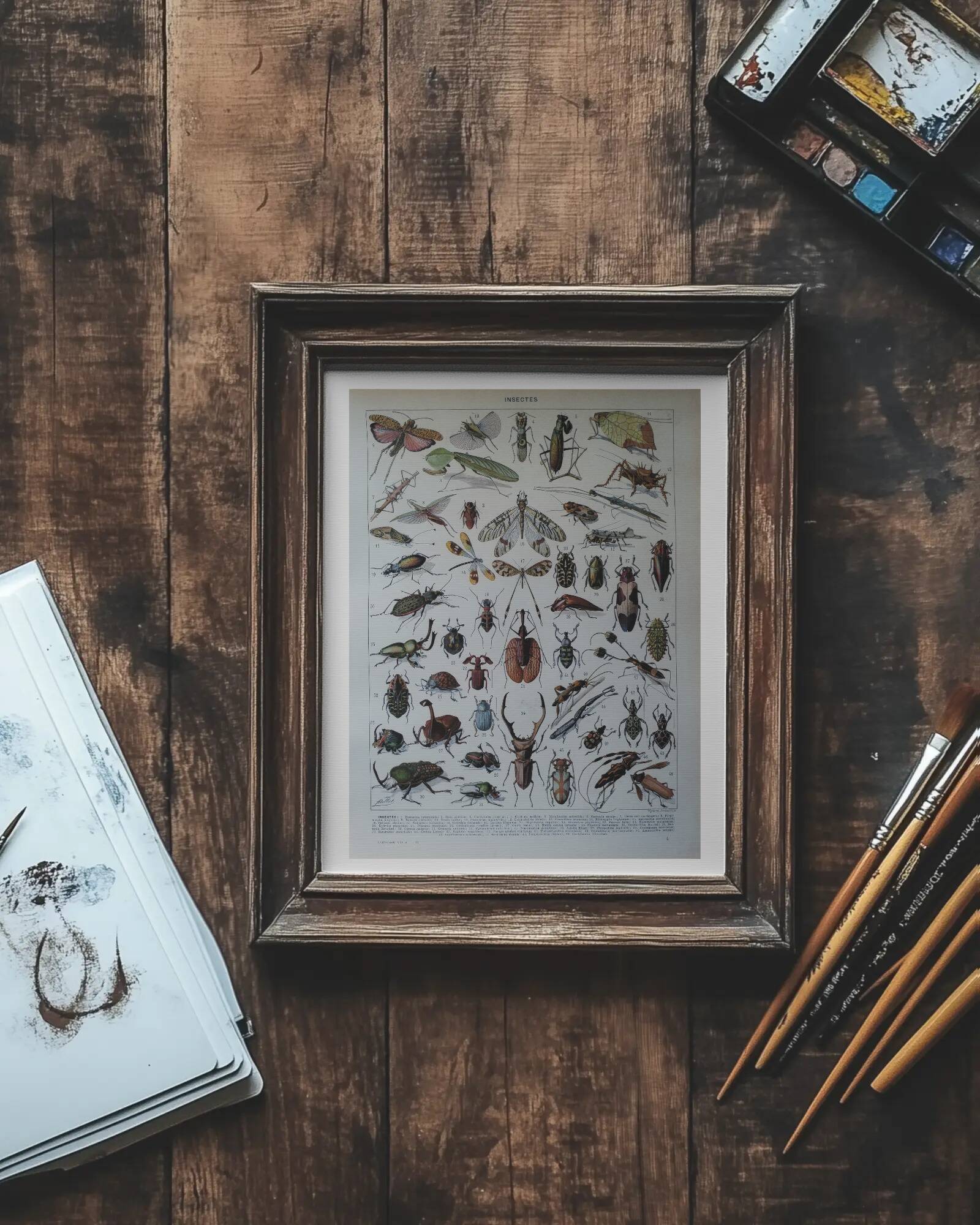 Page 1 of 12 Original lithograph on insects