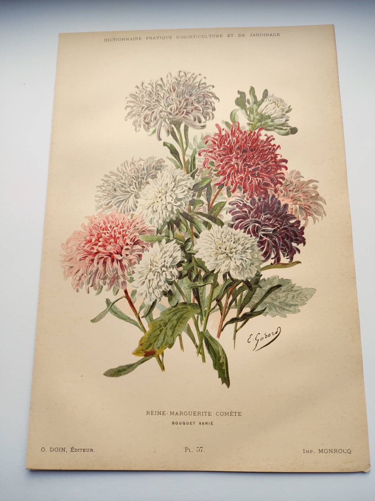 Botanical engraving from 1897 - Reine-Marguerite Comète - old original flower plate by E.Godart