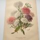 Botanical engraving from 1897 - Reine-Marguerite Comète - old original flower plate by E.Godart