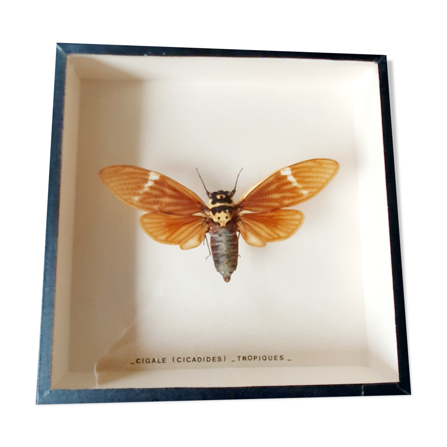 Naturalized Cigale Frame