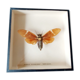 Naturalized Cigale Frame
