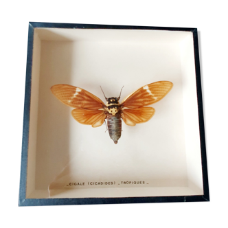 Naturalized Cigale Frame