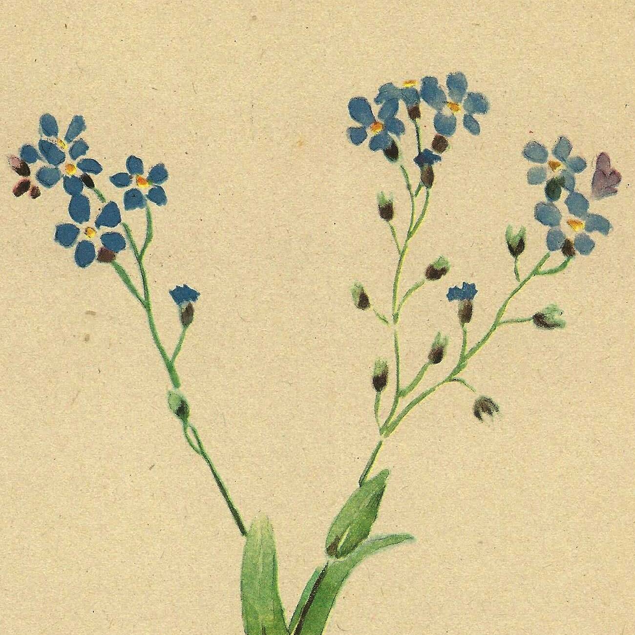 Botanical watercolor illustration from 1948 by H.Strache - Myosotis