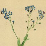 Botanical watercolor illustration from 1948 by H.Strache - Myosotis