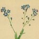 Botanical watercolor illustration from 1948 by H.Strache - Myosotis