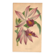 Botanical Engraving 1871 - Thunia Orchid - Flower, Antique Lithograph