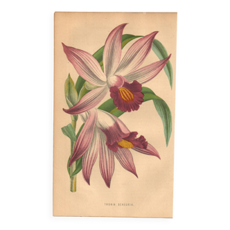 Botanical Engraving 1871 - Thunia Orchid - Flower, Antique Lithograph