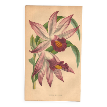 Gravure Botanique 1871 - Orchidée Thunia - Fleur, Lithographie ancienne