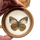 Bamboo Tray with 12 Colonial Style Butterfly Coasters