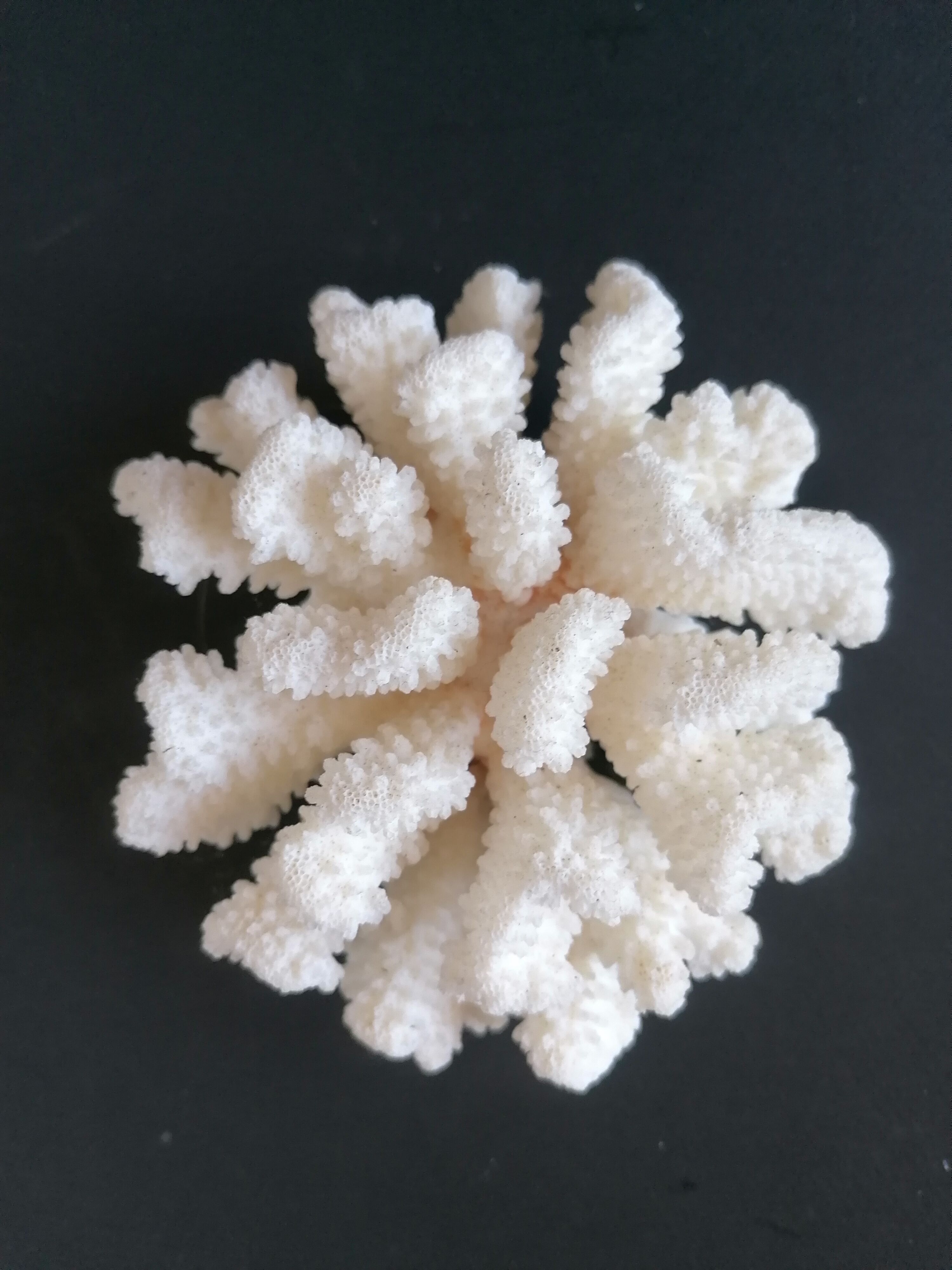 Corail cluster blanc authentique