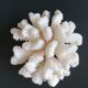 Corail cluster blanc authentique