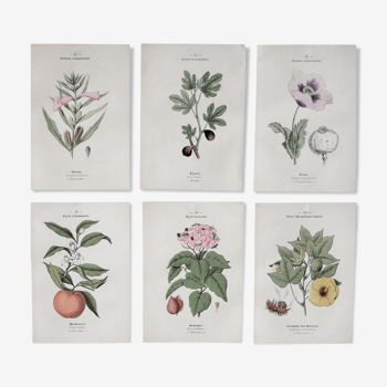 Lot of botanical boards