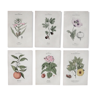 Lot de planches de botanique