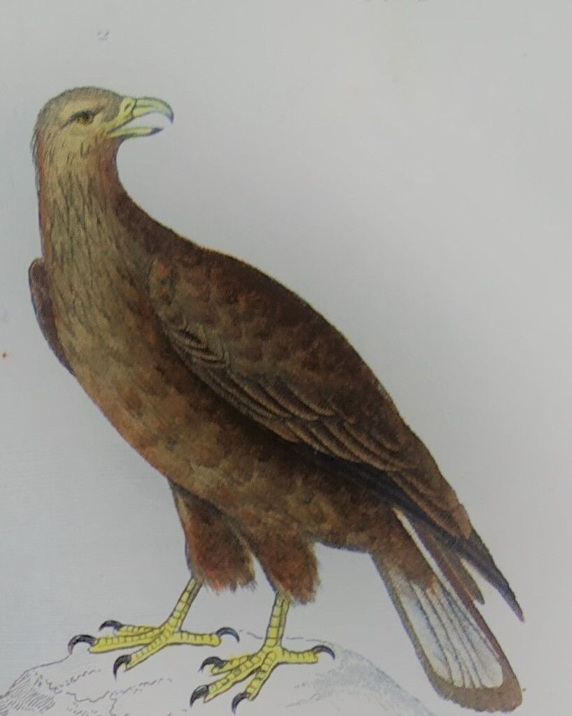 Original Ornithological Plate "Osprey - Fraxine - &c..." Buffon 1836
