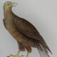 Original Ornithological Plate "Osprey - Fraxine - &c..." Buffon 1836