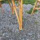 1 Table 1 fauteuil 3 chaises en bambou et rotin attribués à Audoux et Minet