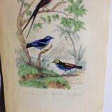 Engraving Buffon XIX Eme