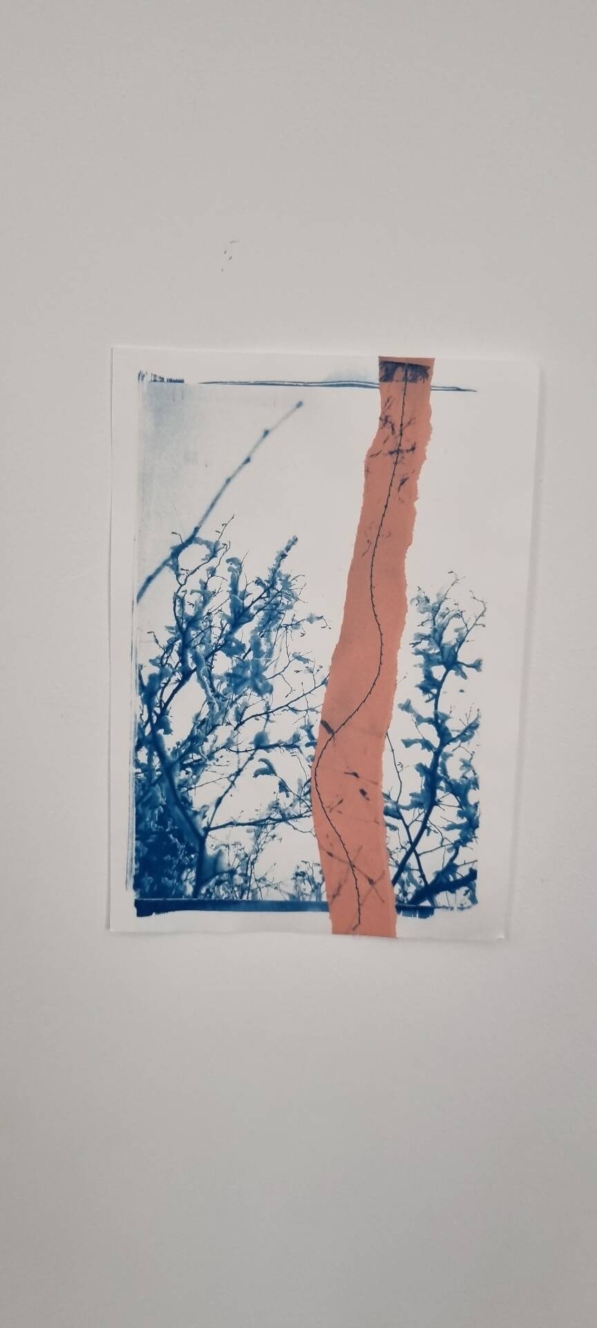 Cyanotype collage