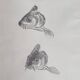 Original drawing by Marcel Bourgeois 1958 – Leather carp study – 25x33 cm