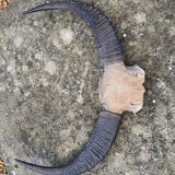 Hunting Trophy