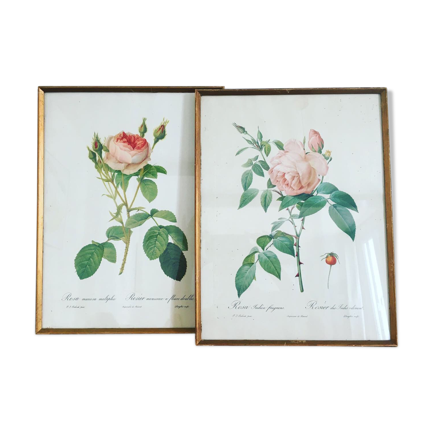 Lithographies Pierre-Joseph Redouté