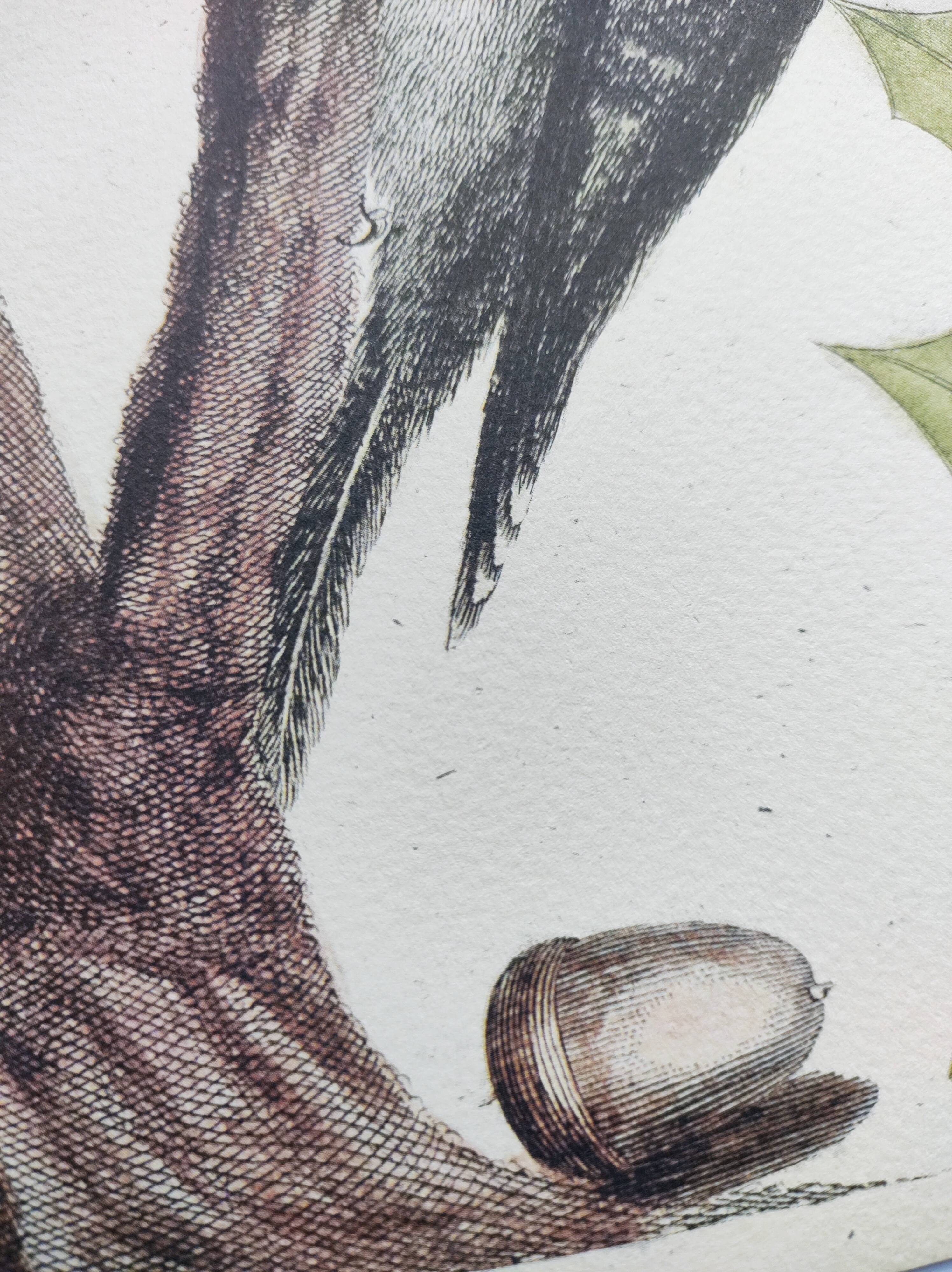 Old bird engraving - Woodpecker - Zoological plate by Seligmann & Catesby