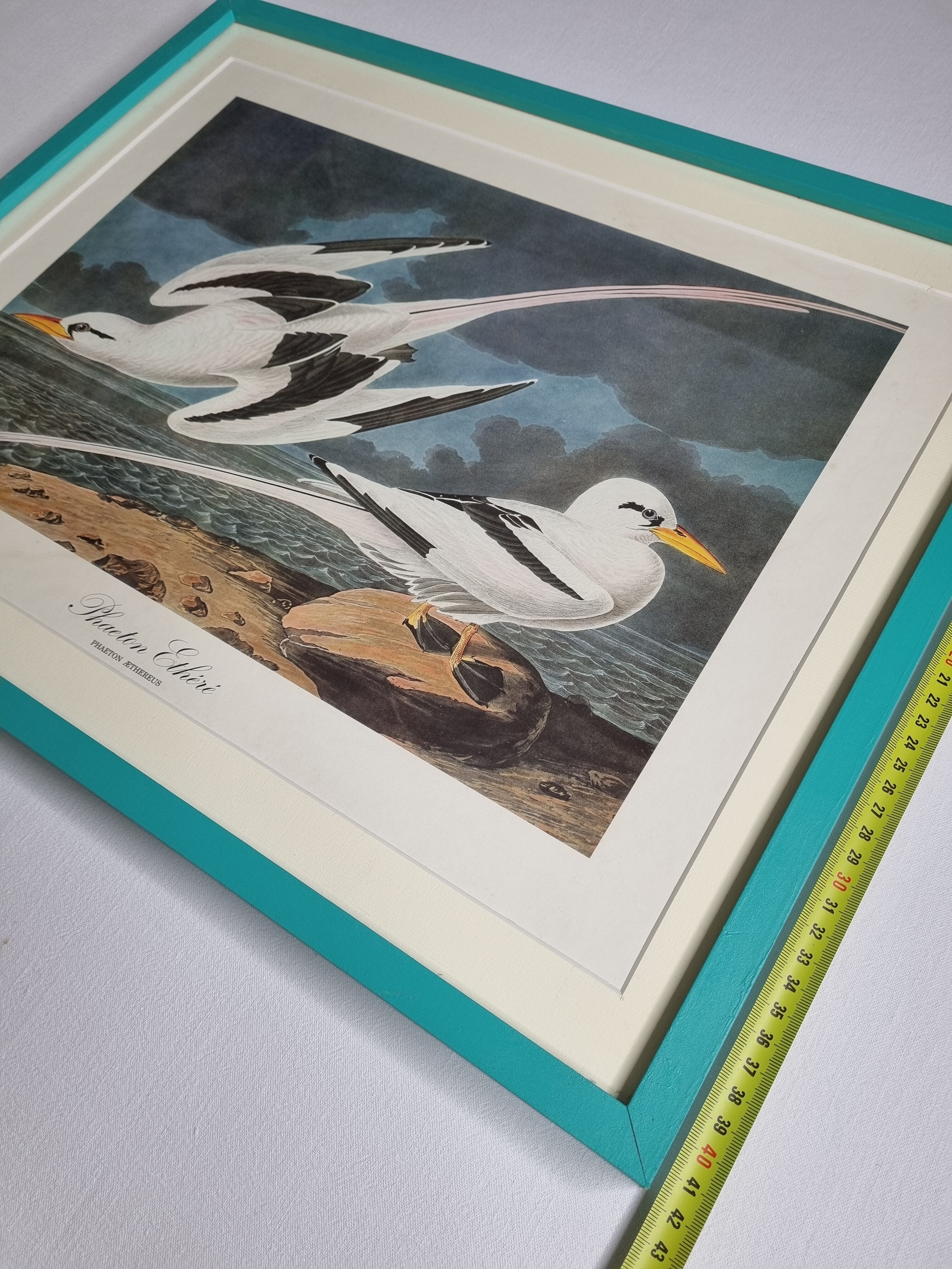 Vintage reproduction after jean-jacques audubon, ornithology, phaeton etheré